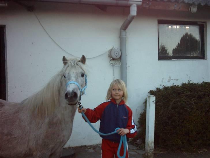 Welsh Mountain (sec A) Shadow(storbror) Solgt og elsket <3 <3 - Første dag  billede 5
