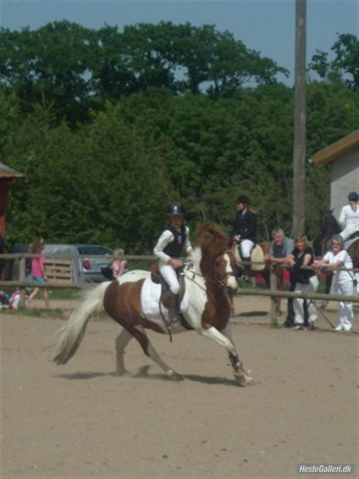 Pinto Komo - Coy  - fordi´jeg elsker dig  over hele mit hjerte :´) billede 13