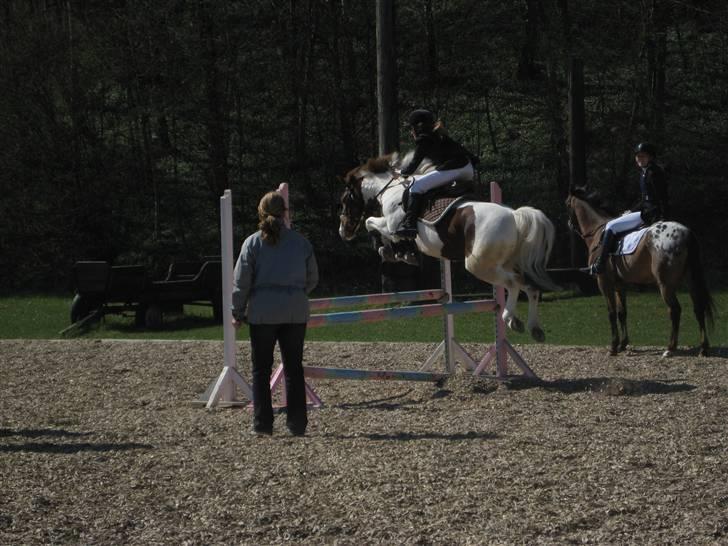 Pinto Komo - Coy  - jiiiiiiiihhhhhaaaarrrr foto: prof. Emma :) billede 14