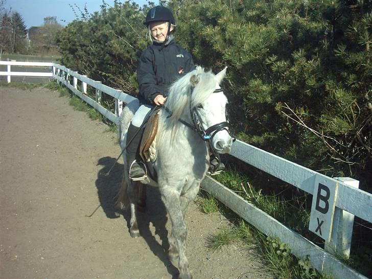 Welsh Mountain (sec A) Shadow(storbror) Solgt og elsket <3 <3 - shadow og mig der skrider ude på dressur banen billede 6