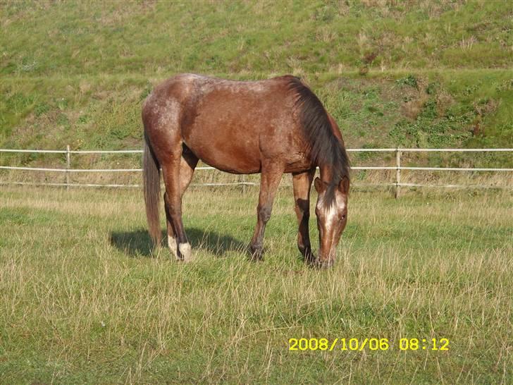 Appaloosa Gina Felina - Indianer prinsessen Felina billede 1