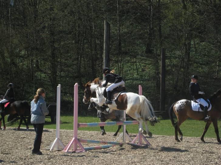 Pinto Komo - Coy  - uhh min stjerne <33 foto: prof. Emma  billede 16