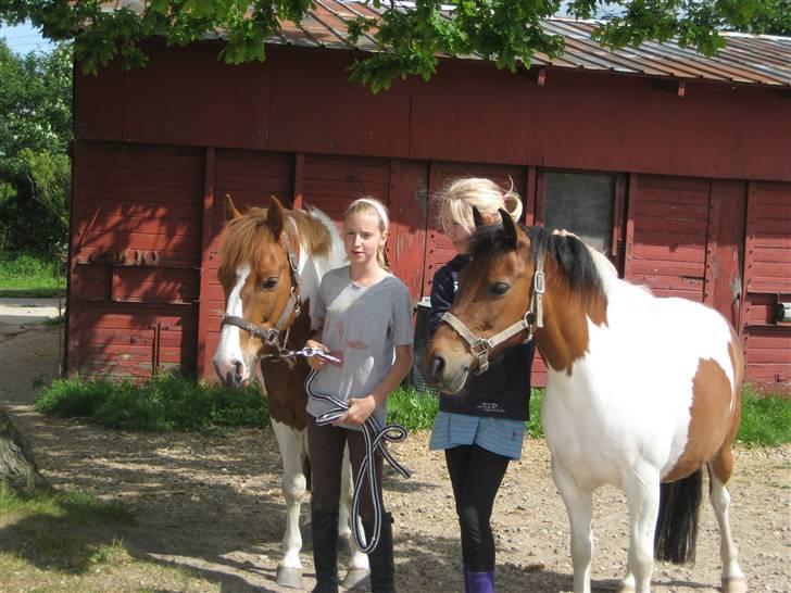 Pinto Komo - Coy  - MIne to pinto power poniier xD <33 billede 17