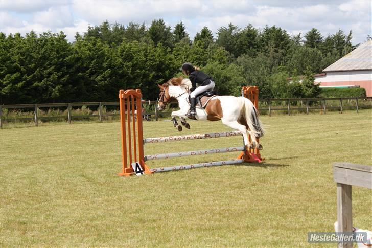 Pinto Komo - Coy  - Coy og mig i HORC. :D billede 18