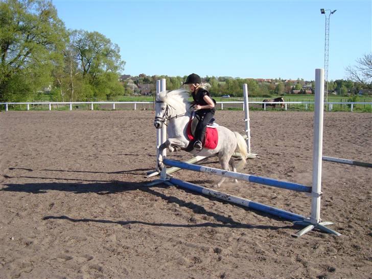 Welsh Mountain (sec A) Shadow(storbror) Solgt og elsket <3 <3 - springtræning mig og shadow, vi er bare blevet så gode!! billede 9