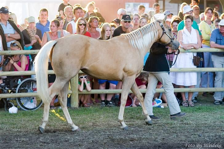 Quarter Tes Twinkie Winkie - Roskilde Dyrskue 2008 billede 9
