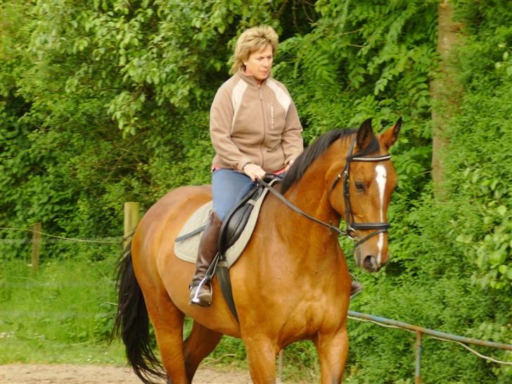 Dansk Varmblod Falkenhus's Rapsodi - 2008 billede 16