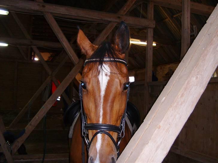 Dansk Varmblod Falkenhus's Rapsodi - 2008 billede 17