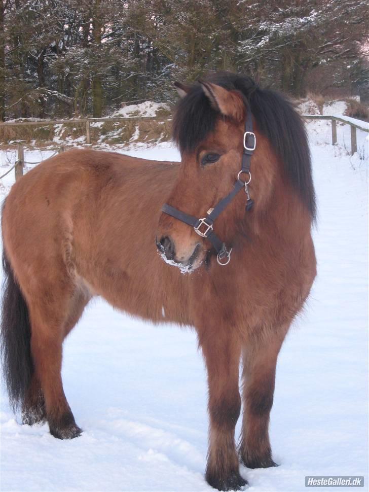 Islænder Golnir fra Nr. Felding - 19. Golnir på ridebanen Foto: Mig billede 19