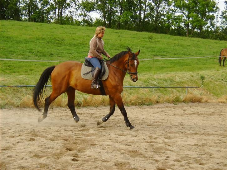 Dansk Varmblod Falkenhus's Rapsodi - 2008 billede 18