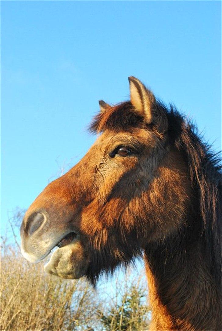 Islænder Golnir fra Nr. Felding - 20. Tak for kigget, læg gerne en kommentar på vejen:) Foto: Louise billede 20