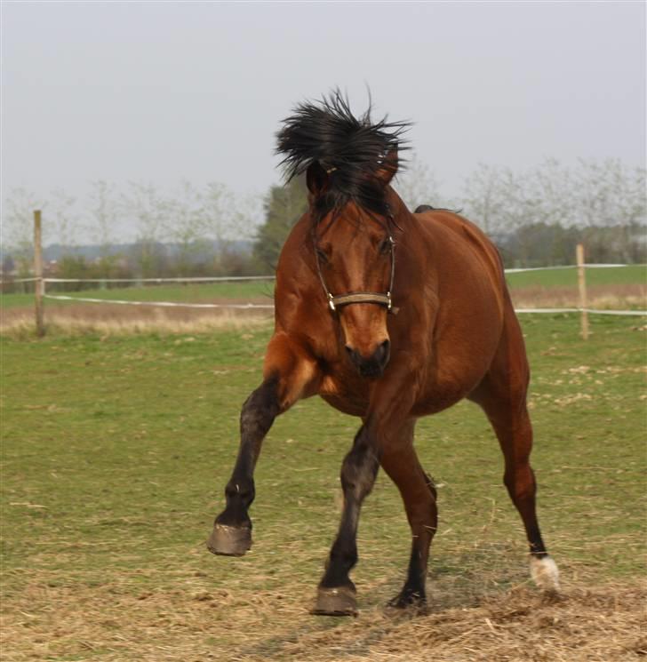 Dansk Varmblod Fjeldgårds wingo(aflivet) billede 1