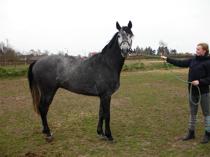 Ungarnsk Varmblod  Enzo - Da Enzo kom til DK billede 3