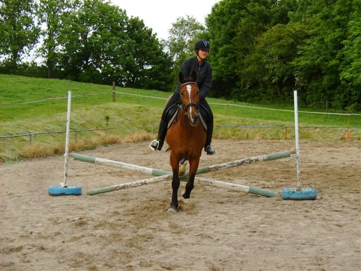 Dansk Varmblod Falkenhus's Rapsodi - et lille bitte spring men hader alligevel at springe højt og jeg læner mig til siden tit også her 2008 billede 19