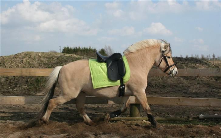 Fjordhest PH's Inko  billede 4