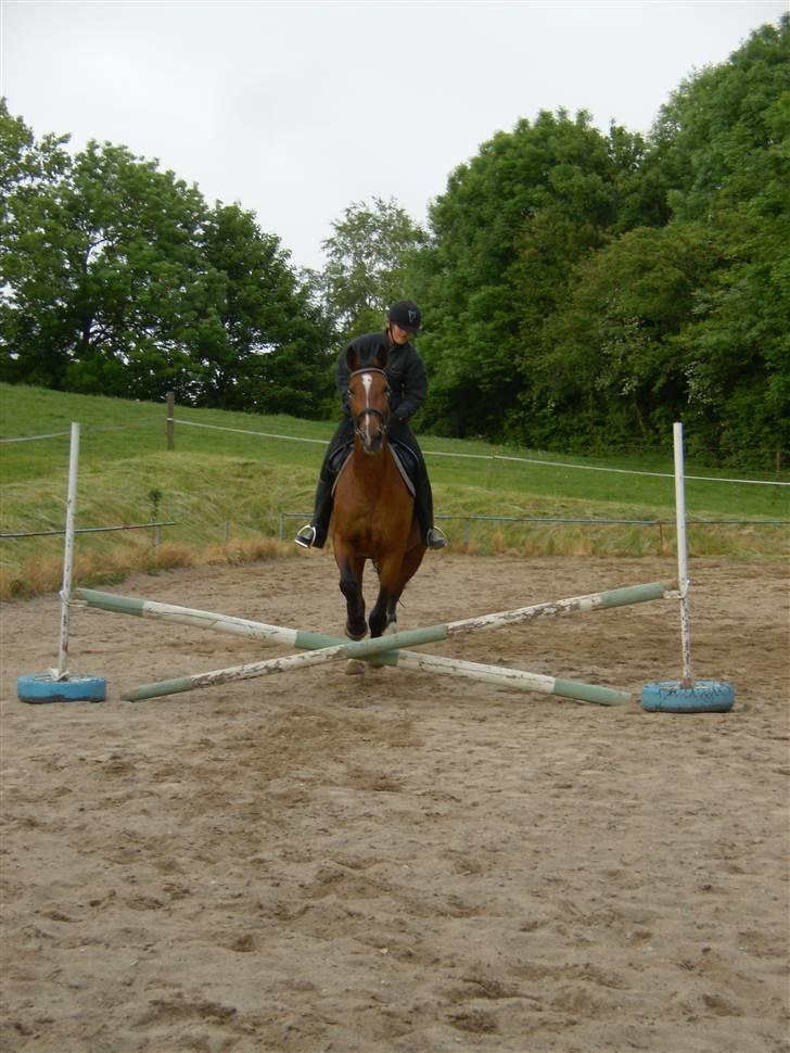 Dansk Varmblod Falkenhus's Rapsodi - jeg ved jeg læner mig til den ene side!!:( mega irriterende jeg gør det tit 2008 billede 20