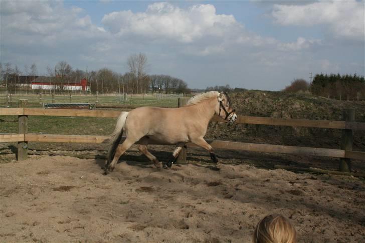 Fjordhest PH's Inko  billede 7