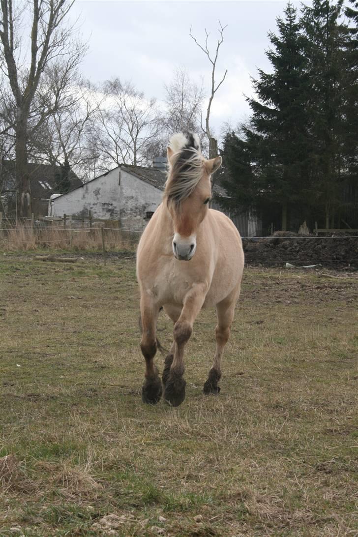 Fjordhest PH's Inko  billede 9