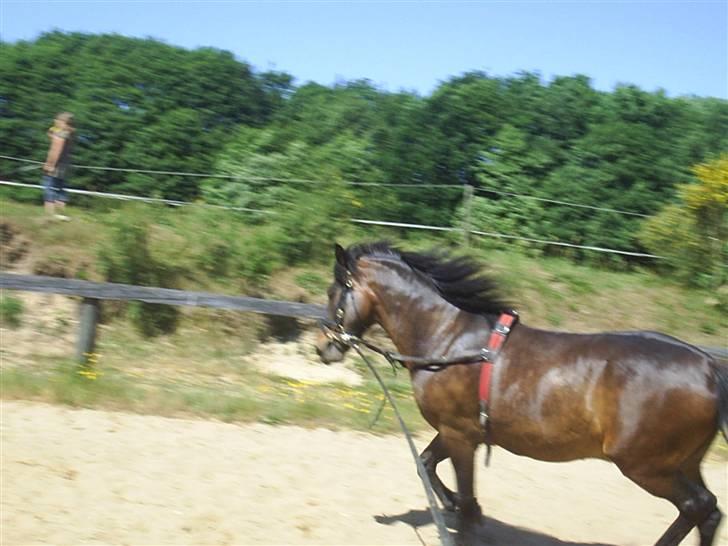 Anden særlig race Darling billede 9