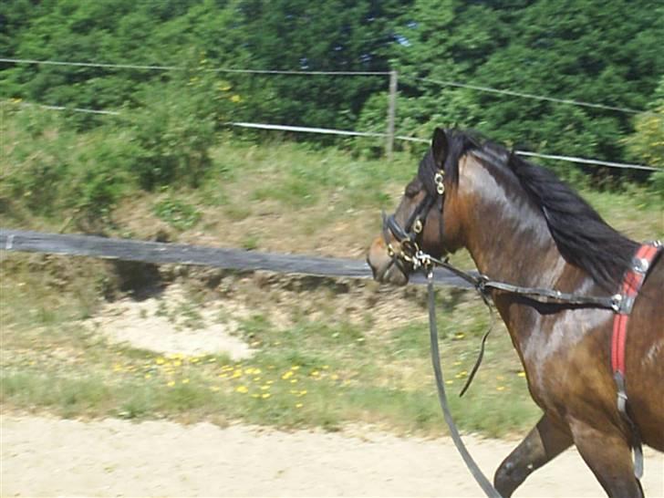 Anden særlig race Darling billede 10