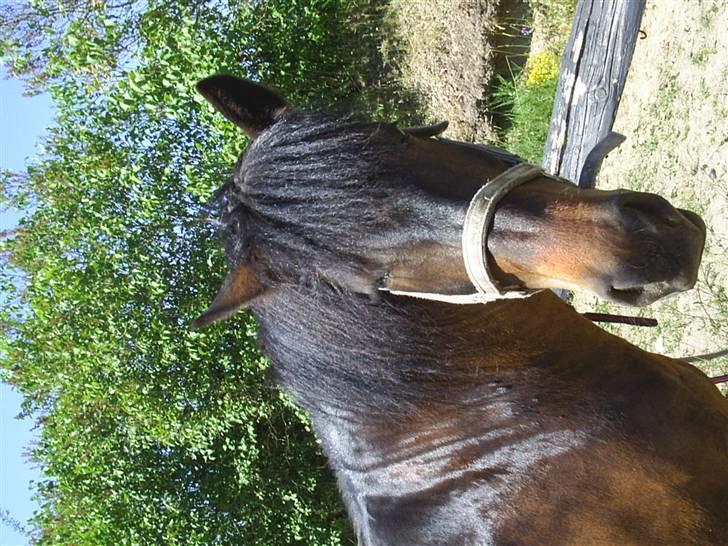 Anden særlig race Darling billede 11