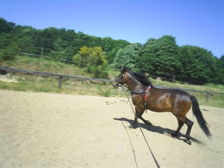 Anden særlig race Darling billede 12