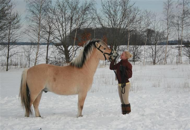 Fjordhest PH's Inko  billede 11