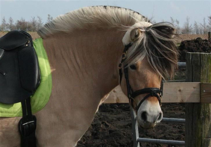 Fjordhest PH's Inko  billede 13