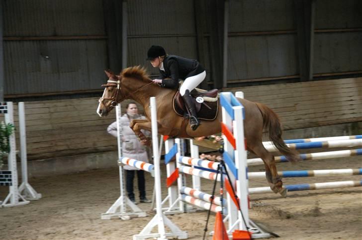 Irsk Sportspony Kilkenny Salór - Ballerup. Der hvor vi fat ud af at der var noget galt med hende. billede 6