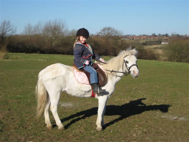 Welsh Mountain (sec A) Snehvide   (R.I.P.) billede 1