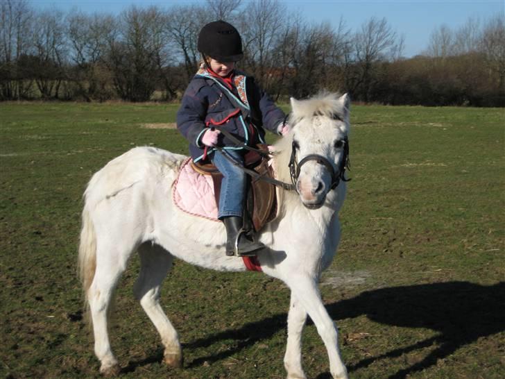 Welsh Mountain (sec A) Snehvide   (R.I.P.) - Hun gider vidst ikk dreje ? billede 2