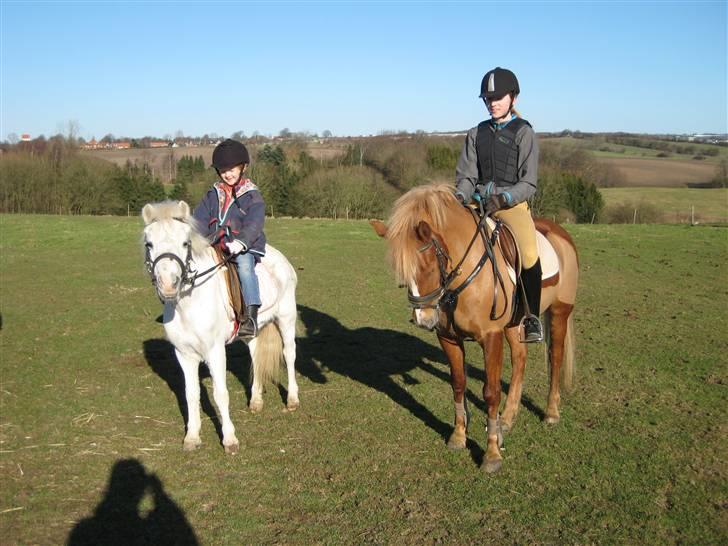 Welsh Mountain (sec A) Snehvide   (R.I.P.) billede 3