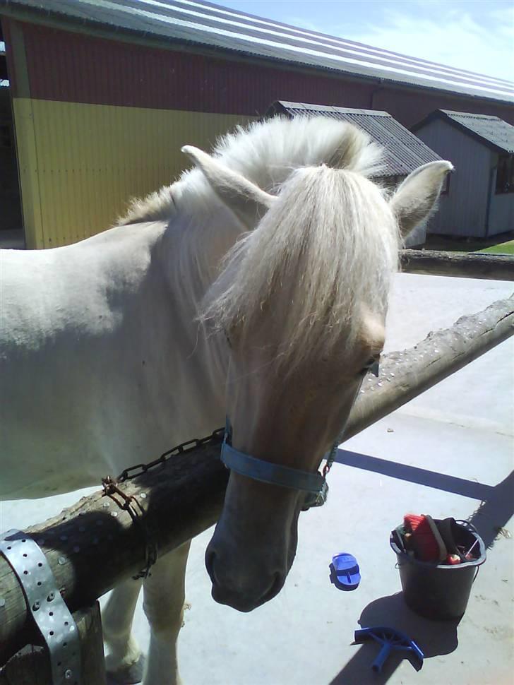 Fjordhest Glibings Demo *solgt* billede 13