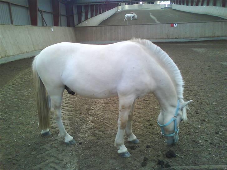 Fjordhest Glibings Demo *solgt* billede 15