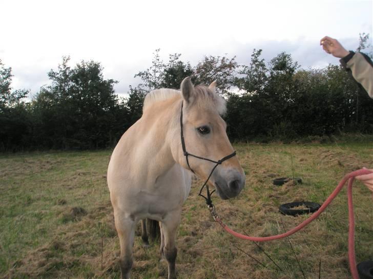 Fjordhest Melissa - jeg er den fødte model billede 13