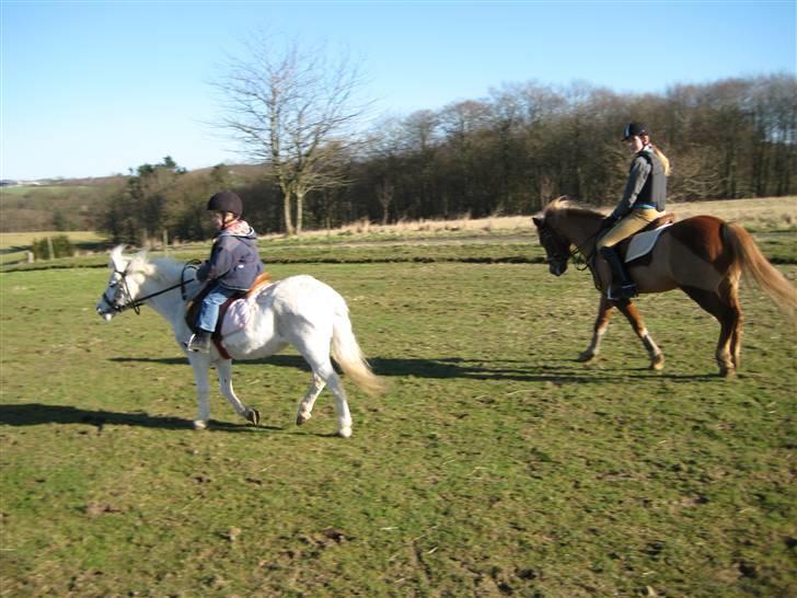 Welsh Mountain (sec A) Snehvide   (R.I.P.) billede 4