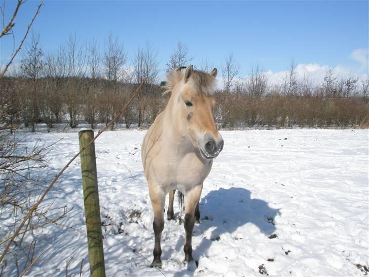 Fjordhest Melissa - Sne pony <33  billede 18