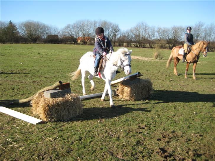 Welsh Mountain (sec A) Snehvide   (R.I.P.) billede 5