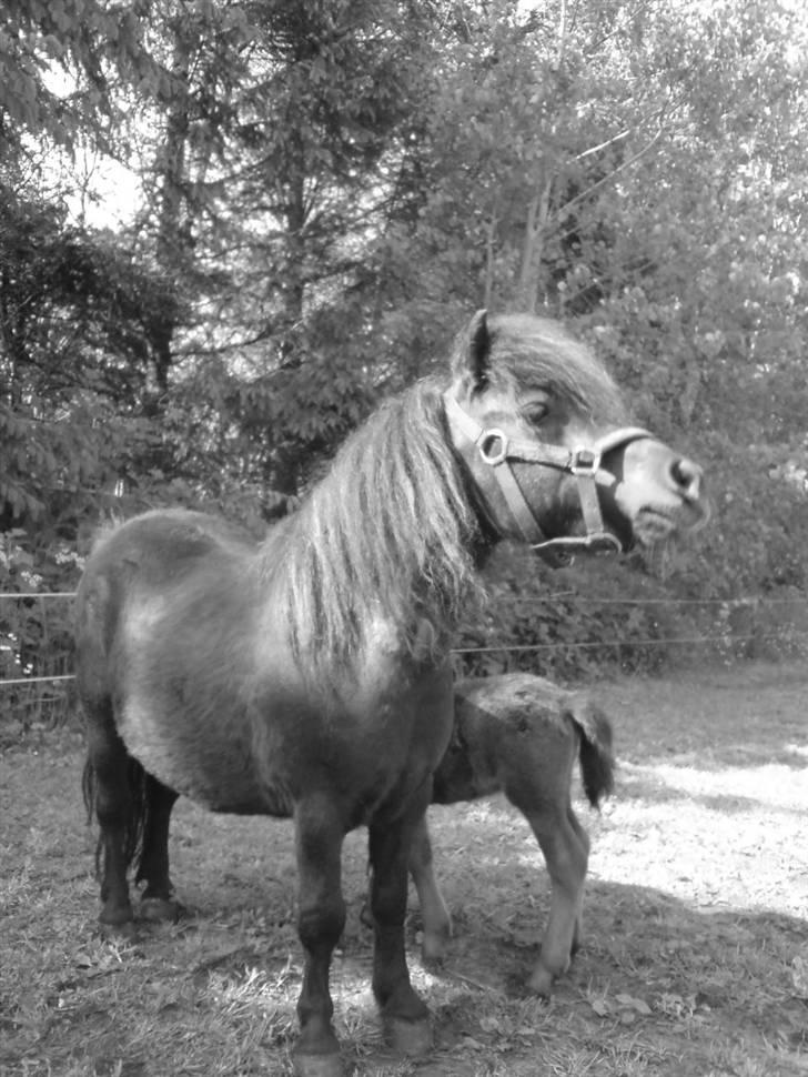 Shetlænder Mosbækmindes Fiona - Smukke Fiona med Annabell 2007 billede 1