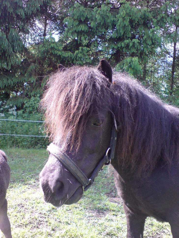 Shetlænder Mosbækmindes Fiona billede 2