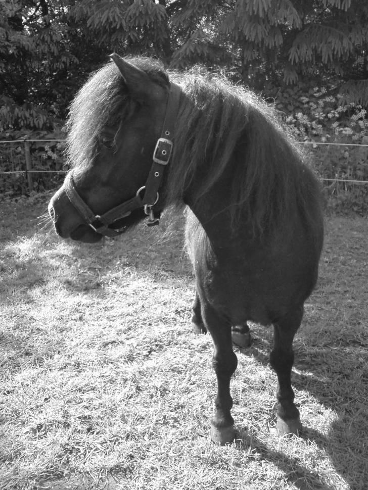 Shetlænder Mosbækmindes Fiona billede 3