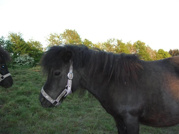 Shetlænder Mosbækmindes Fiona billede 4