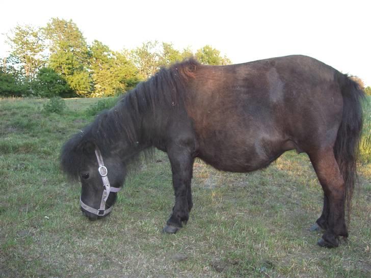 Shetlænder Mosbækmindes Fiona billede 5