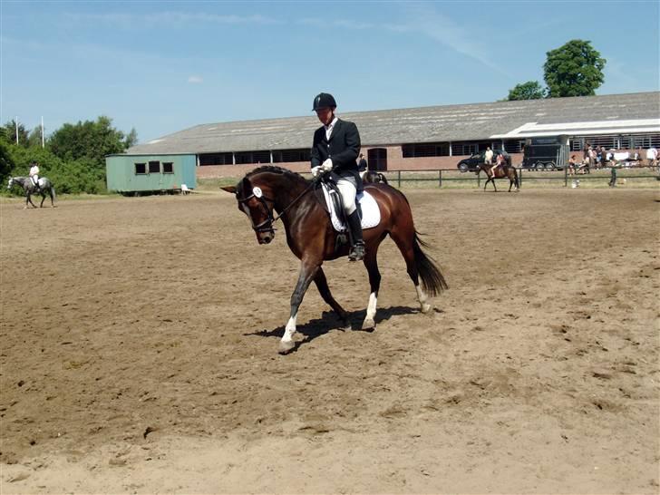 Dansk Varmblod Miss Lightfoot billede 16