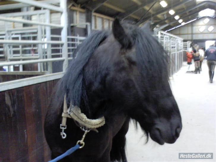 Fell pony Falco  (Gamle part) - :D billede 7