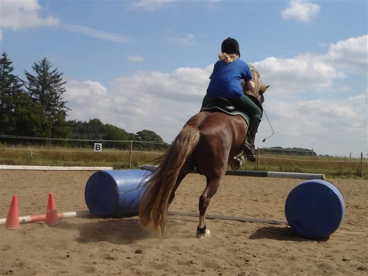 Welsh Pony af Cob-type (sec C) Menai William - Spring - det elsker vi begge :b billede 17