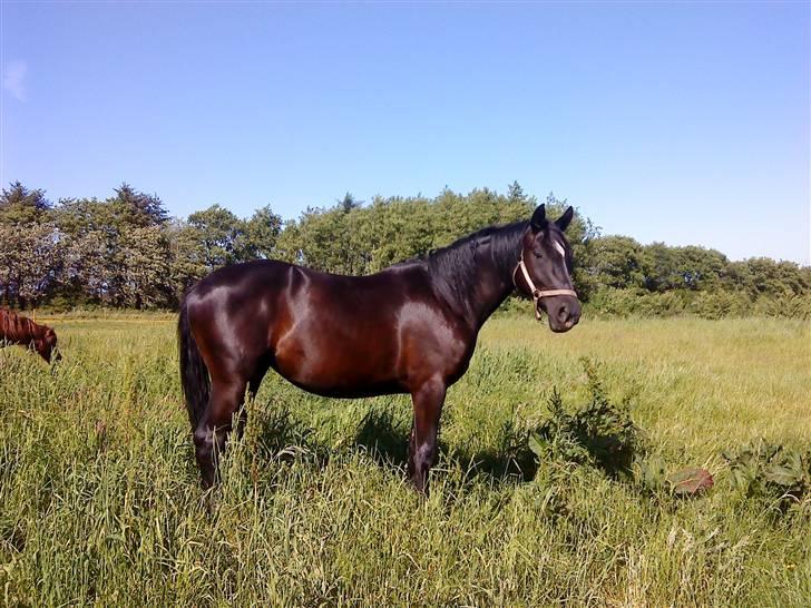 Hannoveraner Gildbjerg´s Black Chanti - CHANTI! 2008 billede 4