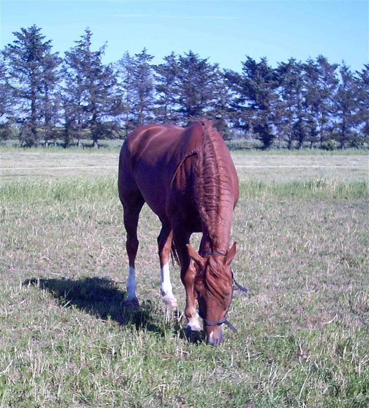 Belgisk varmblod Urano † billede 7