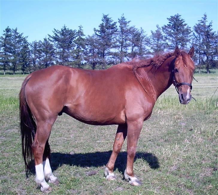 Belgisk varmblod Urano † billede 8