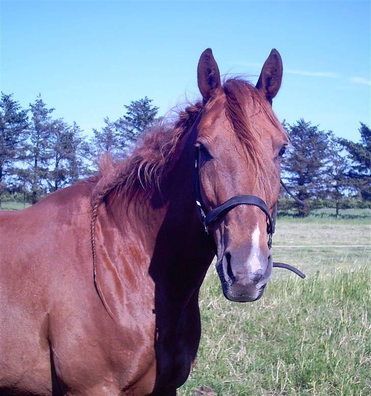 Belgisk varmblod Urano † billede 9